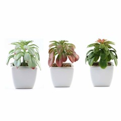 Set of 3 5″ tall Assorted Faux Echeveria Succulent Plants with Off White Pots