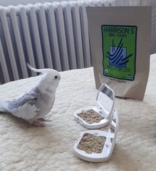 Harrison’s Adult Lifetime Fine Bird Food – 5lb Organic Non-GMO Formula