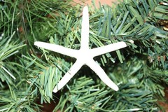 10-SMALL White Finger Starfish, 2″-3″,Beach Decor,Wedding flower supply,SS-589