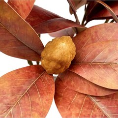 Pack of 4 – Faux Magnolia 32 Inch Long Artificial Magnolia Leaves Branches Fall.