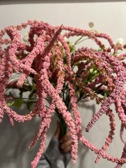 Pink Amaranthus Caudatus – Floral Arrangements