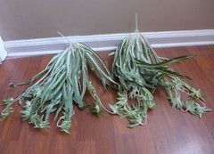 2 Bunches Chlorophytum Grass Vine Artificial Plants Spider Hang (50 leaves each)