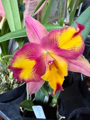 Pot. Cosmic Sparks Slc. Fire Fantasy ‘Royalty’ x Pot. Golden Circle ‘OPRL’