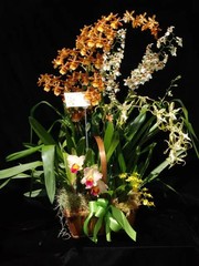 The “Mayor’s Basket” 5 Orchid Gift Basket