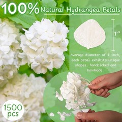 1500Pcs Real Dried Ivory White Hydrangea Flower Petals Natural smal Petals