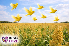 Premium Non-GMO Double Cleaned Canary Seed – 5 lbs for Birds