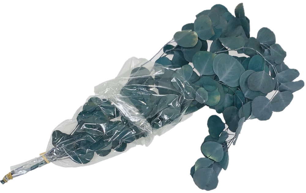Eucalyptus Populus Dried & Fresh Wedding Home Décor Arrangement Party Baby Blue