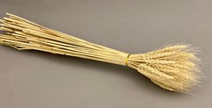Dried White Wheat Triticum White Natural 2.5oz/8oz/16oz