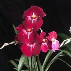 The Single Orchid Gift Basket