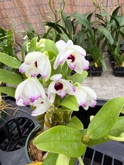 Dendrobium Nobile – Growers Choice White, Lavender, pink-fragrant