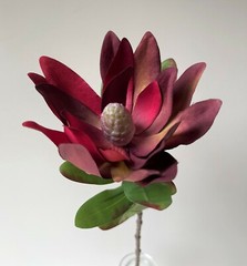 Australian Native Flower Silk Leucadendron Flowers Burgundy Red Artificial Stem