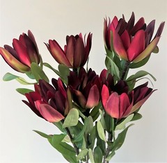 Australian Native Flower Silk Leucadendron Flowers Burgundy Red Artificial Stem