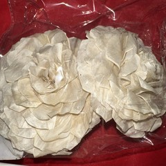 Sola Wood Flowers By Blooming Autumn NIP 20 Cream Flowers (10 Packs)