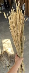 Dried Floral Bundle