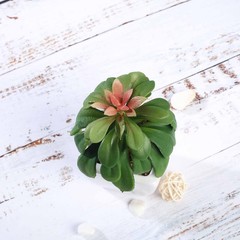 Set of 3 5″ tall Assorted Faux Echeveria Succulent Plants with Off White Pots