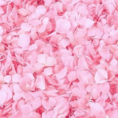 1500Pcs Real Dried Ivory White Hydrangea Flower Petals Natural smal Petals