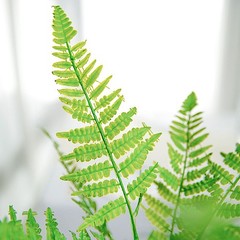 2 Green 19″ Faux Boston Fern Artificial Leaves Greenery Stems Party Decorations