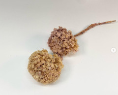 Hydrangea Double Mini Natural Dried Flowers Wedding Bouquet Decor