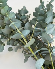 Fresh Gunnii Eucalyptus Bunch