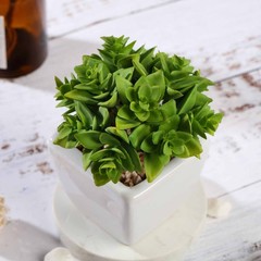Set of 3 4″ tall Green Faux Crassula Succulent Plants with Off White Pots Sale