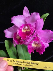 Pot. Hsinying Pink Doll ‘Hsinying’