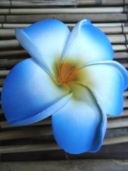 Frangipani Hairclips – colours & white – S – L