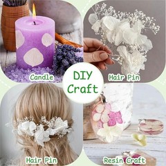 1500Pcs Real Dried Ivory White Hydrangea Flower Petals Natural smal Petals