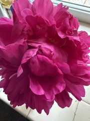 Air Dried Peony Petals Wedding Confetti Dried Flowers 10 Cups