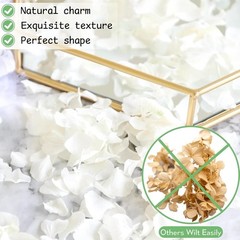 1500Pcs Real Dried Ivory White Hydrangea Flower Petals Natural smal Petals