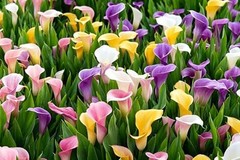 Mix Calla Lily Seeds, 150+ Pcs Mixed Color Perennial Zantedeschia Flower for