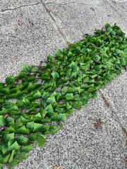 10ft X2ft Green Leaf Foliage Wall Backdrop Party Expandable Photo Backgrounds