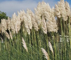 12 Stems 46 inch Tall Pampas Grass Decor – Large Fluffy Dried 12pcs/46inch
