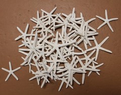 10-SMALL White Finger Starfish, 2″-3″,Beach Decor,Wedding flower supply,SS-589