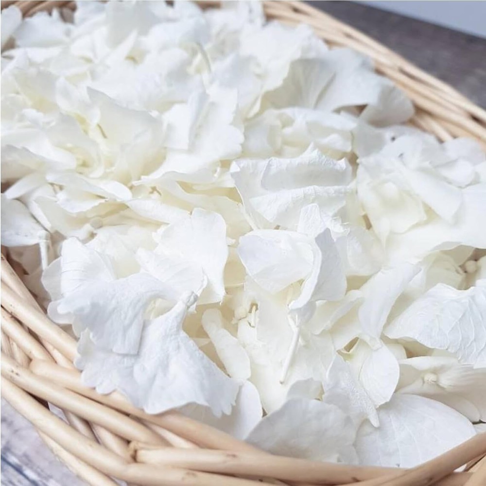 1500Pcs Real Dried Ivory White Hydrangea Flower Petals Natural smal Petals