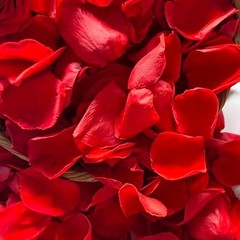 300+ Dried Red Rose Petals – Wedding Confetti, Party Decor, Romantic Proposals (