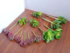 Artificial Mini Plants Succulents Yacon Red Stone Lotus Grass set of 13