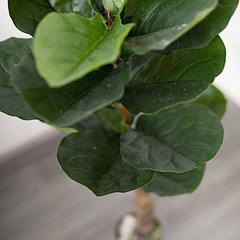 2 Green 3 ft Fig Tree Potted Artificial Plants Wedding Party Home Decorations