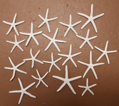 10-SMALL White Finger Starfish, 2″-3″,Beach Decor,Wedding flower supply,SS-589