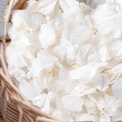 1500Pcs Real Dried Ivory White Hydrangea Flower Petals Natural smal Petals
