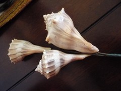 3 Seashell Bouquet Picks Beach Wedding Flower Inserts Floral Bouquet home decor