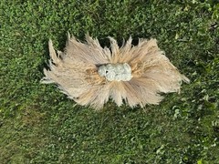 Terracotta & Pheasant Feather Pampas Wall Decor Large 36 Inches