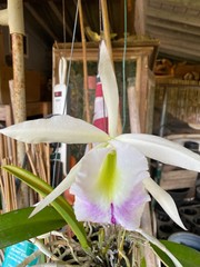Cattleya Hybrid – Growers Choice