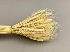 Dried White Wheat Triticum White Natural 2.5oz/8oz/16oz