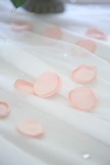 Blush Silk Rose Petals – 300 Count Wedding Decor