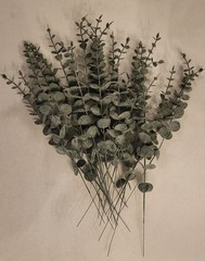 NEW 24 Eucalyptus 4 Bunch Artificial Flowers Bouquet Wedding Dusty Rose/Beige