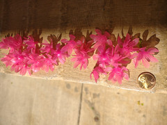 24 Pieces: Genuine 1960s Vintage Retro Poly Flower Petals for Wedding, Dark Pink