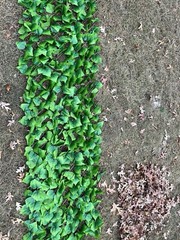 10ft X2ft Green Leaf Foliage Wall Backdrop Party Expandable Photo Backgrounds