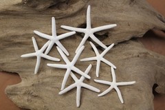 10-SMALL White Finger Starfish, 2″-3″,Beach Decor,Wedding flower supply,SS-589