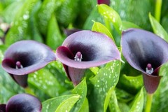 Mix Calla Lily Seeds, 150+ Pcs Mixed Color Perennial Zantedeschia Flower for