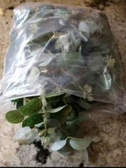 Eucalyptus Garland with flowers